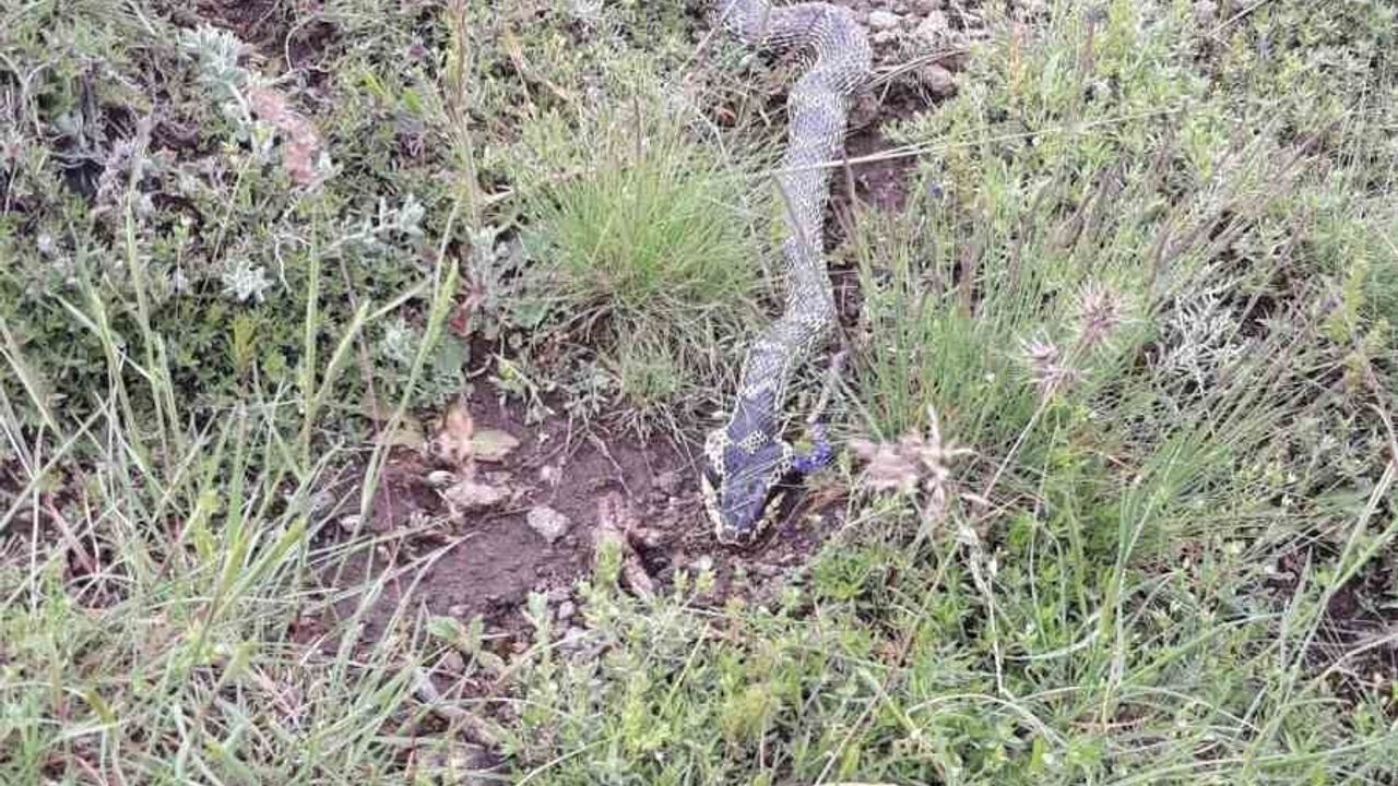 Orta Pınar Yaylası'nda Engerek Yılanı Şuhut'ta Merak ve Korku Yarattı