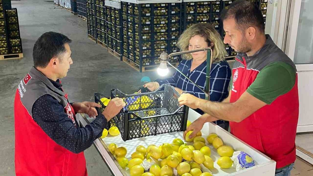 Ortaca'da Buğday, Limon, Nar ve Domates İhracatına Bitki Sağlık Onayı