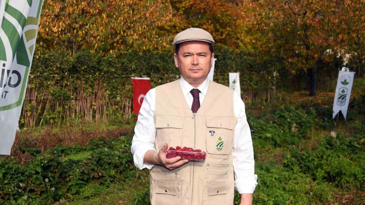 Osmangazi’de Organik Ahududu Seferberliği: Bağlı Mahallesi'nde Erken Hasat