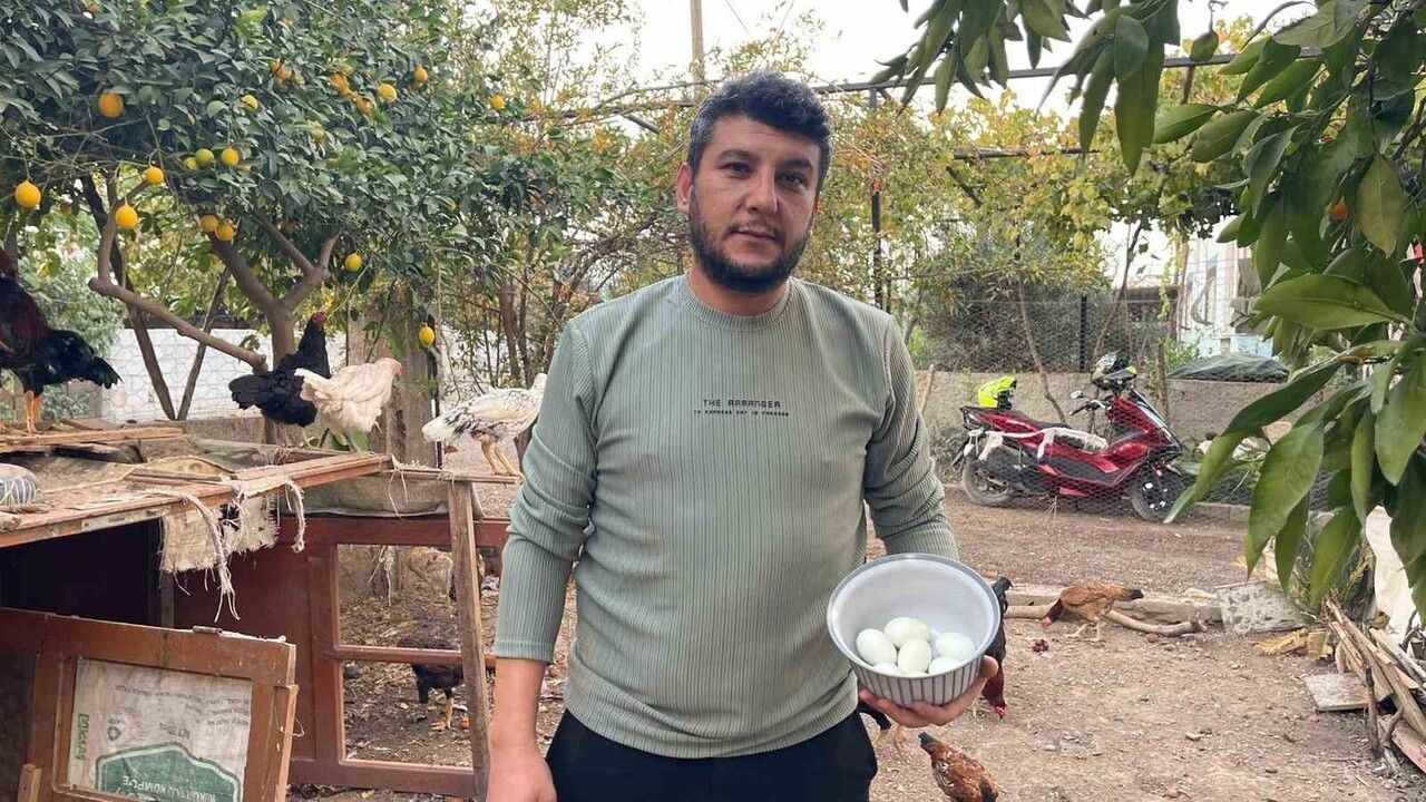 Osmaniye'de mavi yumurtlayan 5 tavuk tişört içine konup çalındı