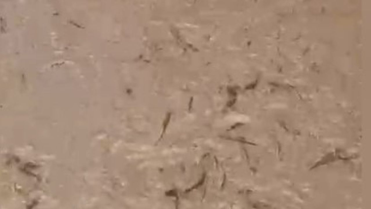 Osmaniye Taşoluk'ta Baraj Kapakları Açıldı: Yüzlerce Balık Telef Oldu