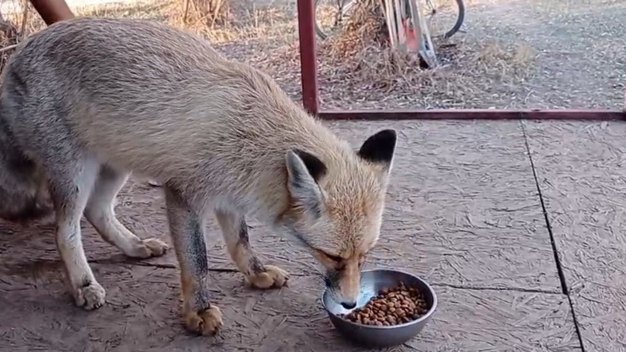 Ovacık'ta Tilkiyle Samimi Anlar: Enes Duman Gülümsetti