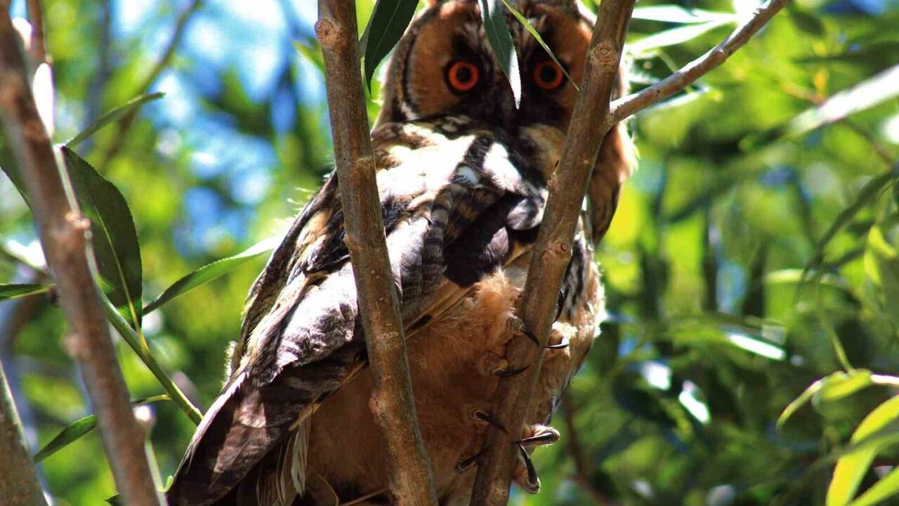 Özalp’te Kulaklı Orman Baykuşu (Asio otus) görüntülendi