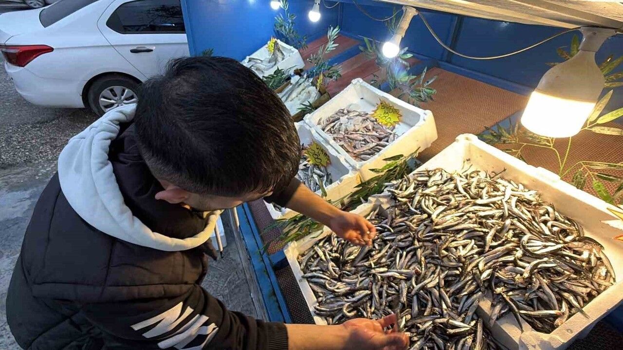 Palamut Gürcistan’a Kaçtı, Düzce’de Hamsi Bolluğu