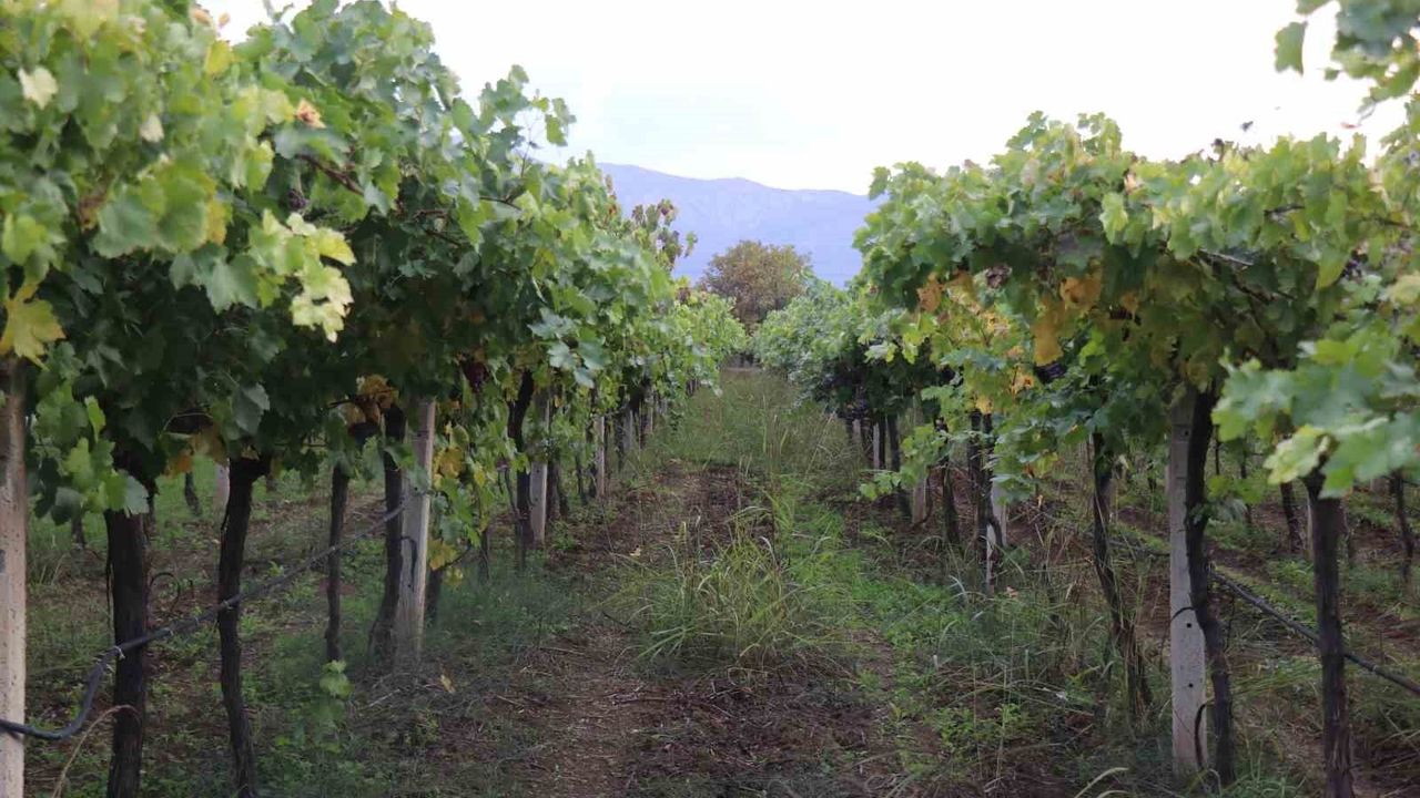 Pamukova'da Zirai Don: Üzüm Verimi Yüzde 80 Düştü