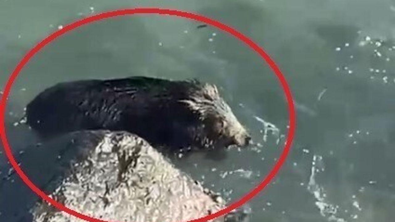 Perşembe Sahilinde Denize Giren Yaban Domuzu Kamerada