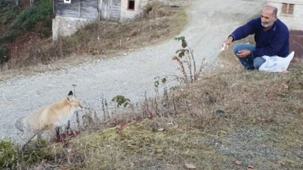 Pimbilona Yaylası'nda Tilkiyle Sıra Dışı Dostluk: İsmail Kuyumcu Eliyle Besliyor
