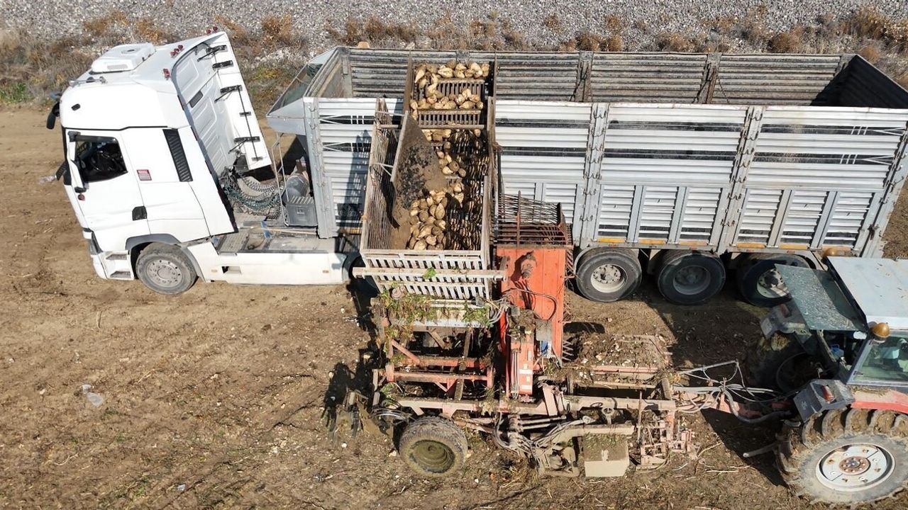 Polatlı’da Şeker Pancarı Hasadı Sona Yaklaşıyor — Gün Doğmadan Tarlada
