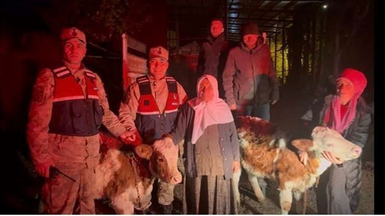 Posof’ta Çalınan 2 Büyükbaş Jandarma Tarafından Sahibine Teslim Edildi