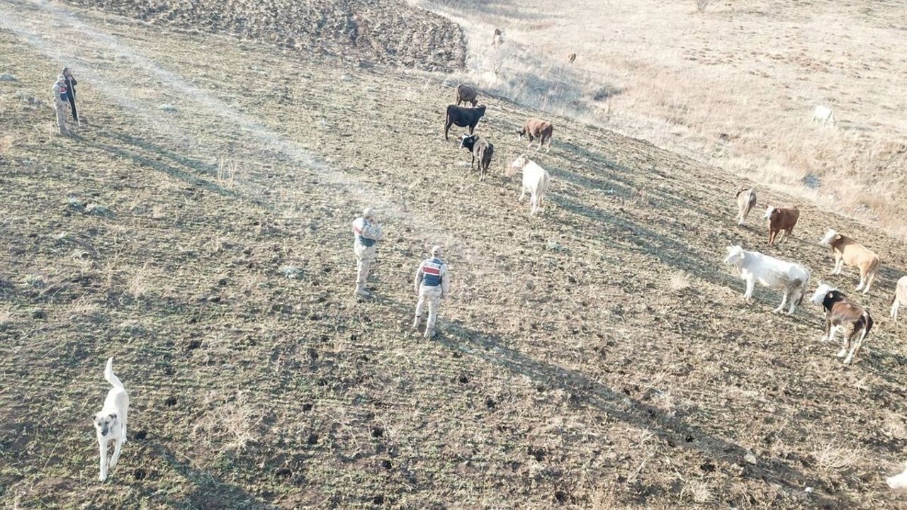 Refahiye'de Kaybolan 23 Büyükbaş Hayvan Drone ile Bulunup Sahibine Teslim Edildi