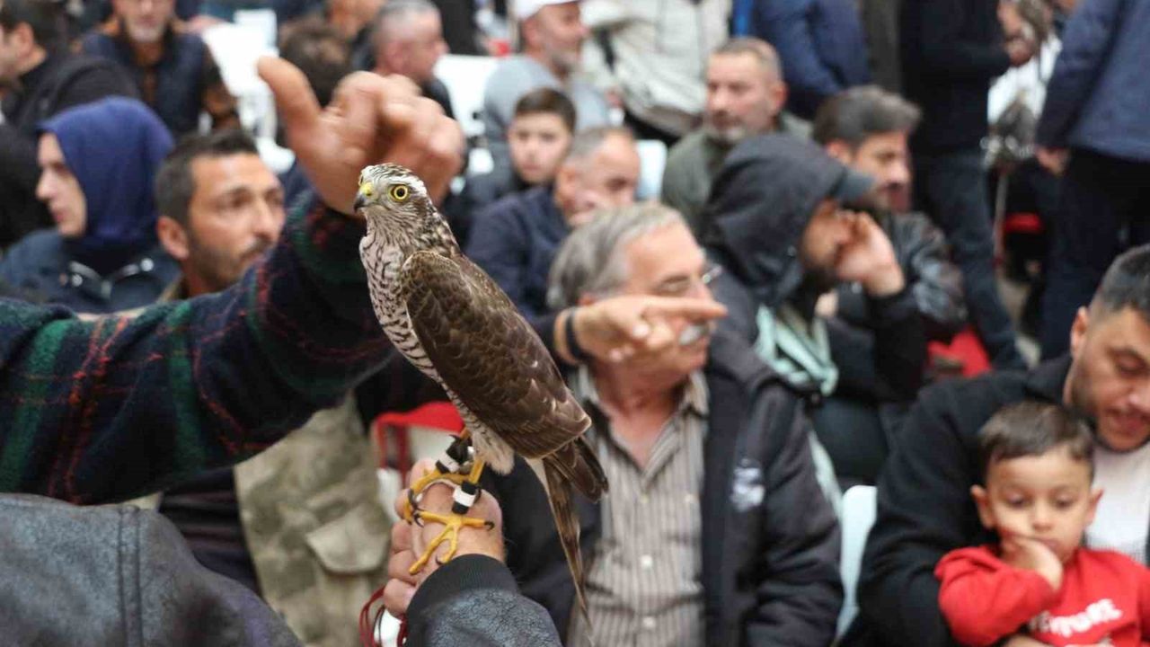 Rize'de Atmaca Güzellik Yarışması: 35 Atmaca Yarıştı
