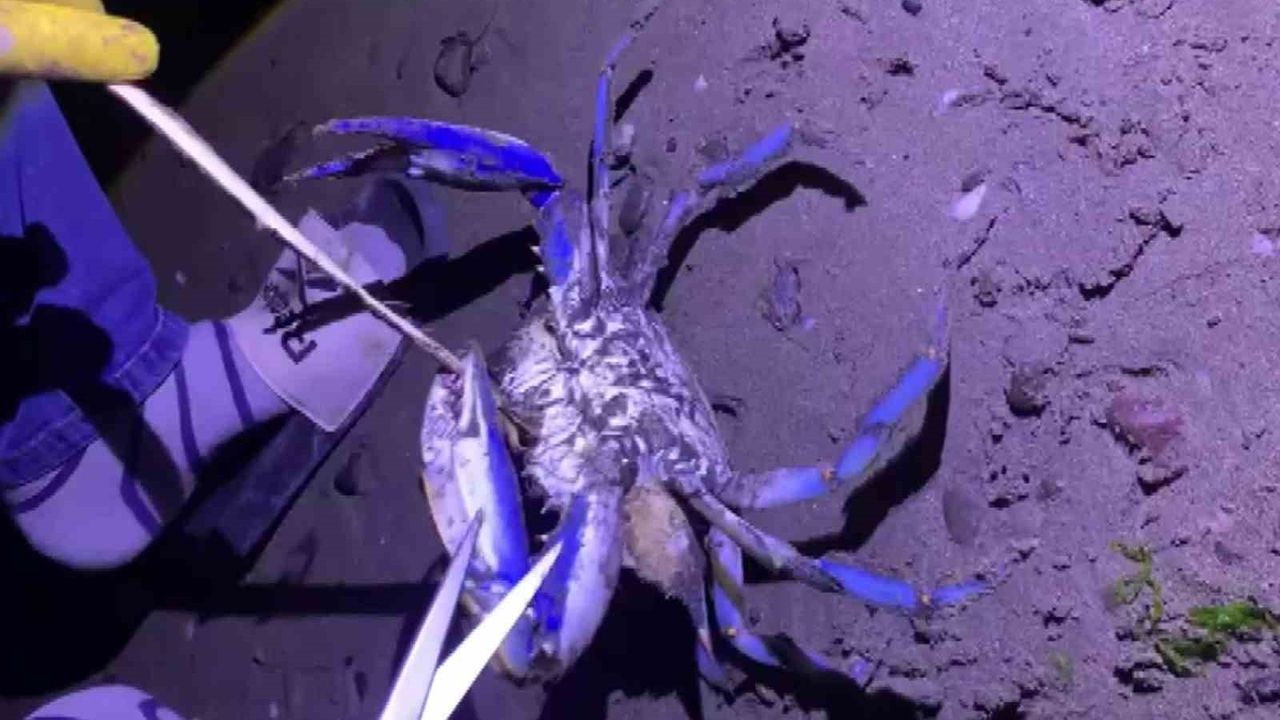 Samsun Atakum'da Nadir Misafir: İncesu Sahili'nde Mavi Yengeç