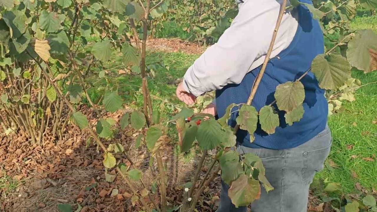 Samsun Çarşamba'da Toprak Analizi ve Kök Zararlısı Tespiti: Mayıs Böceği Uyarısı