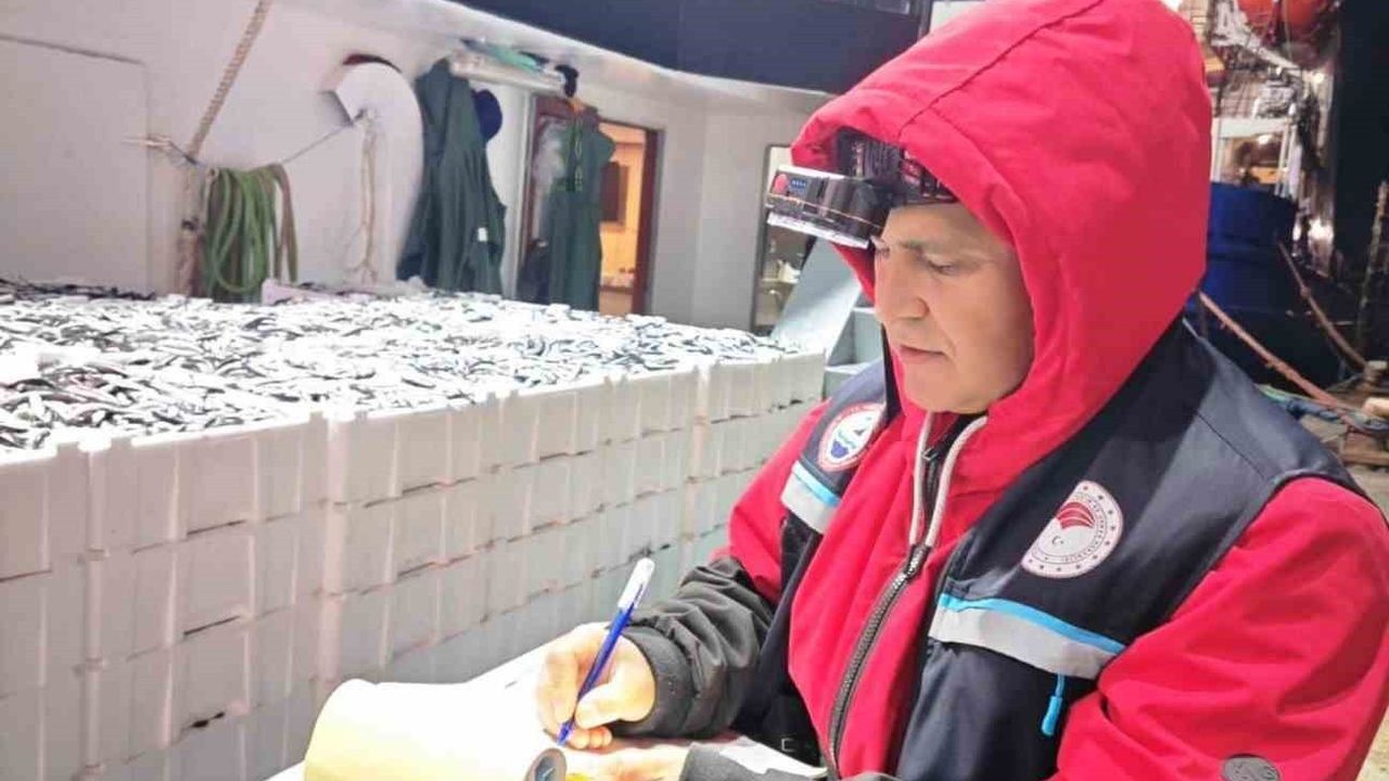 Samsun’da 1 milyon 843 bin 550 kilo hamsi denetlendi