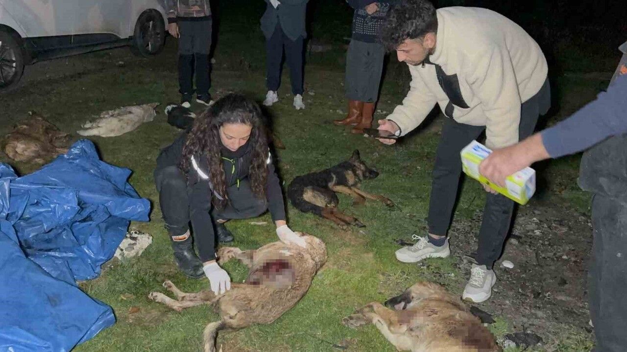 Samsun'da Çöp Konteynerinde 9 Köpek Telef Oldu