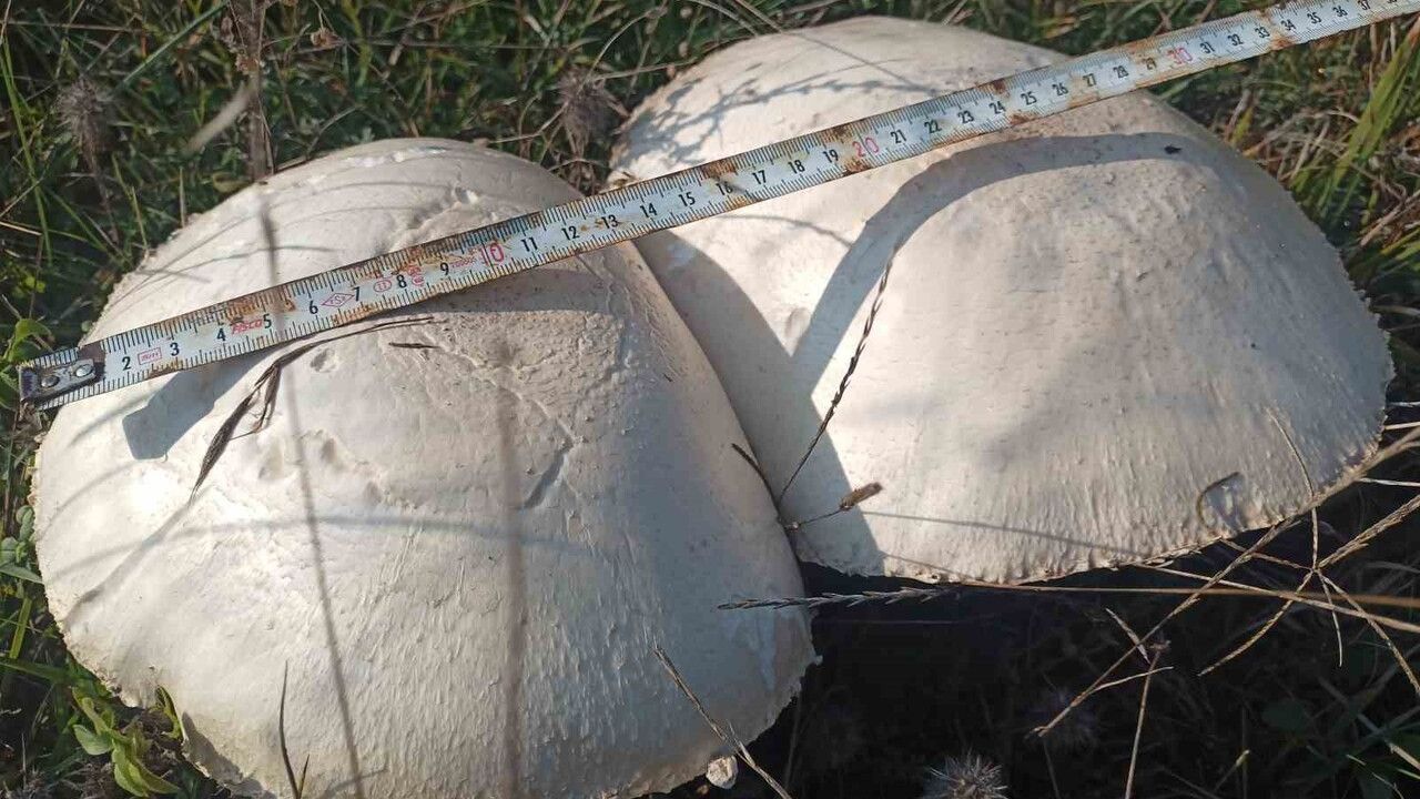 Samsun'da 'İçi Kızıl' Dev Mantarlar: Çap 25 Santimi Aştı