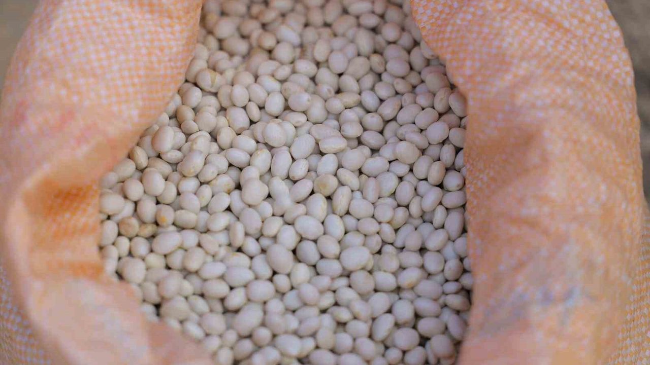 Samsun'da Ladik Fasulyesi Projesi: 70 Çiftçiye Tohum, İhtiyaç Sahiplere Ücretsiz Dağıtım