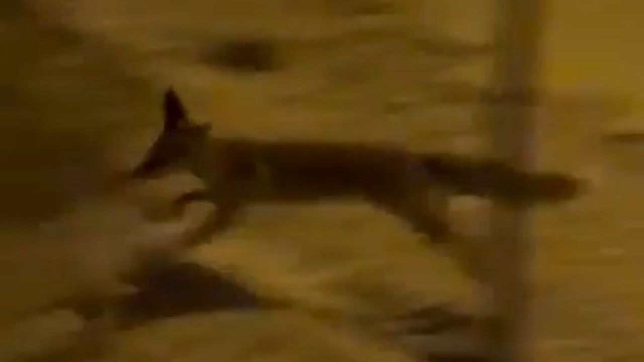 Şanlıurfa'da Aç Tilki Kent Merkezine İndi