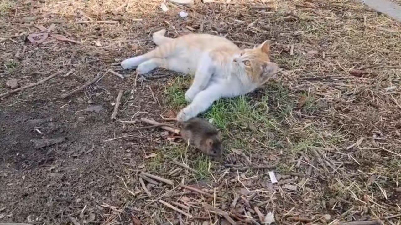 Şanlıurfa'da Kedi ile Farenin Şaşırtan Dostluğu