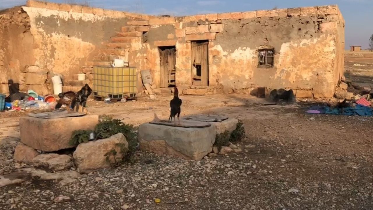 Şanlıurfa’da Sırtlanlar Tavuk Kümesine Girip Horoz ve Tavukları Çaldı