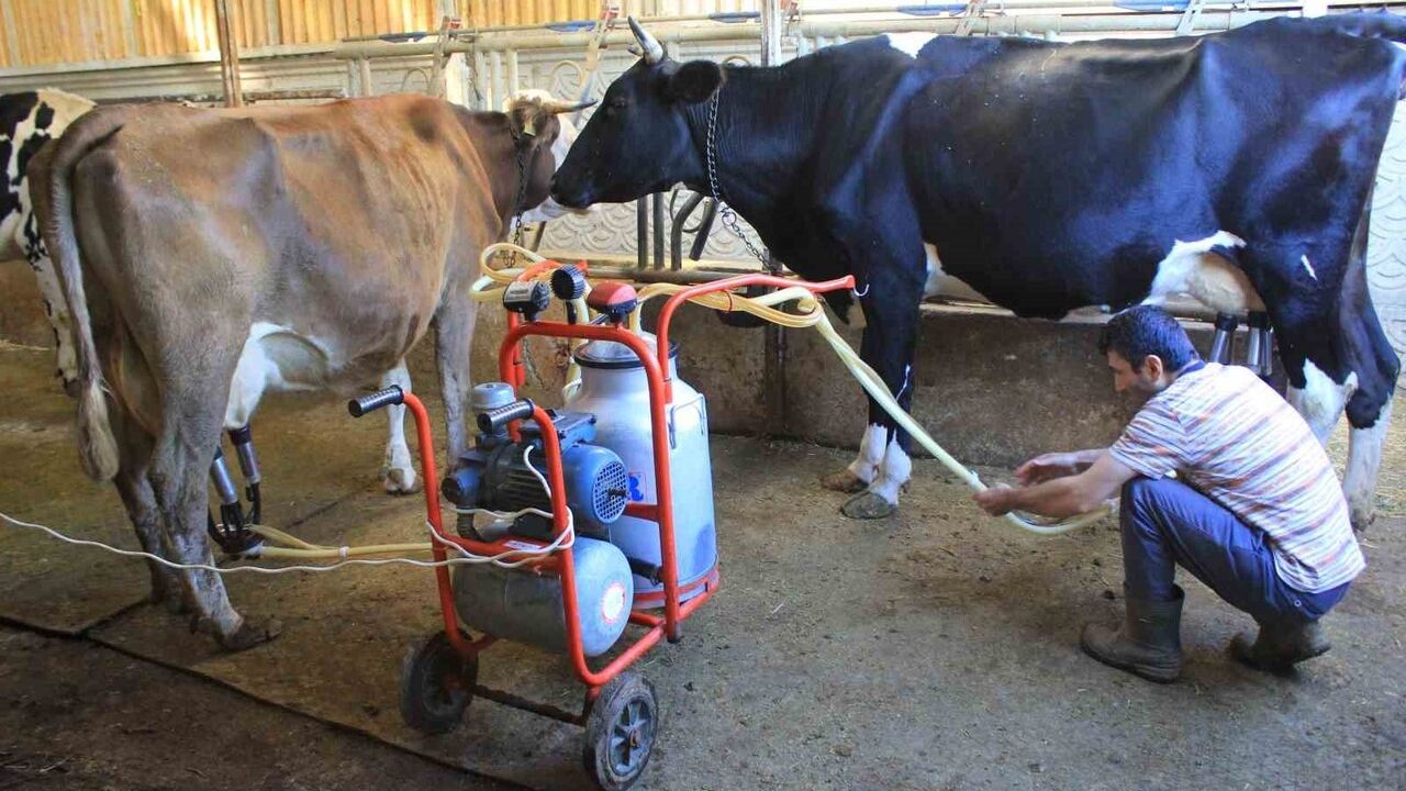 Şap Vurdu: Beside %30, Süt Sığırlarda %15-20 Kayıp — Et Fiyatları Yükselecek