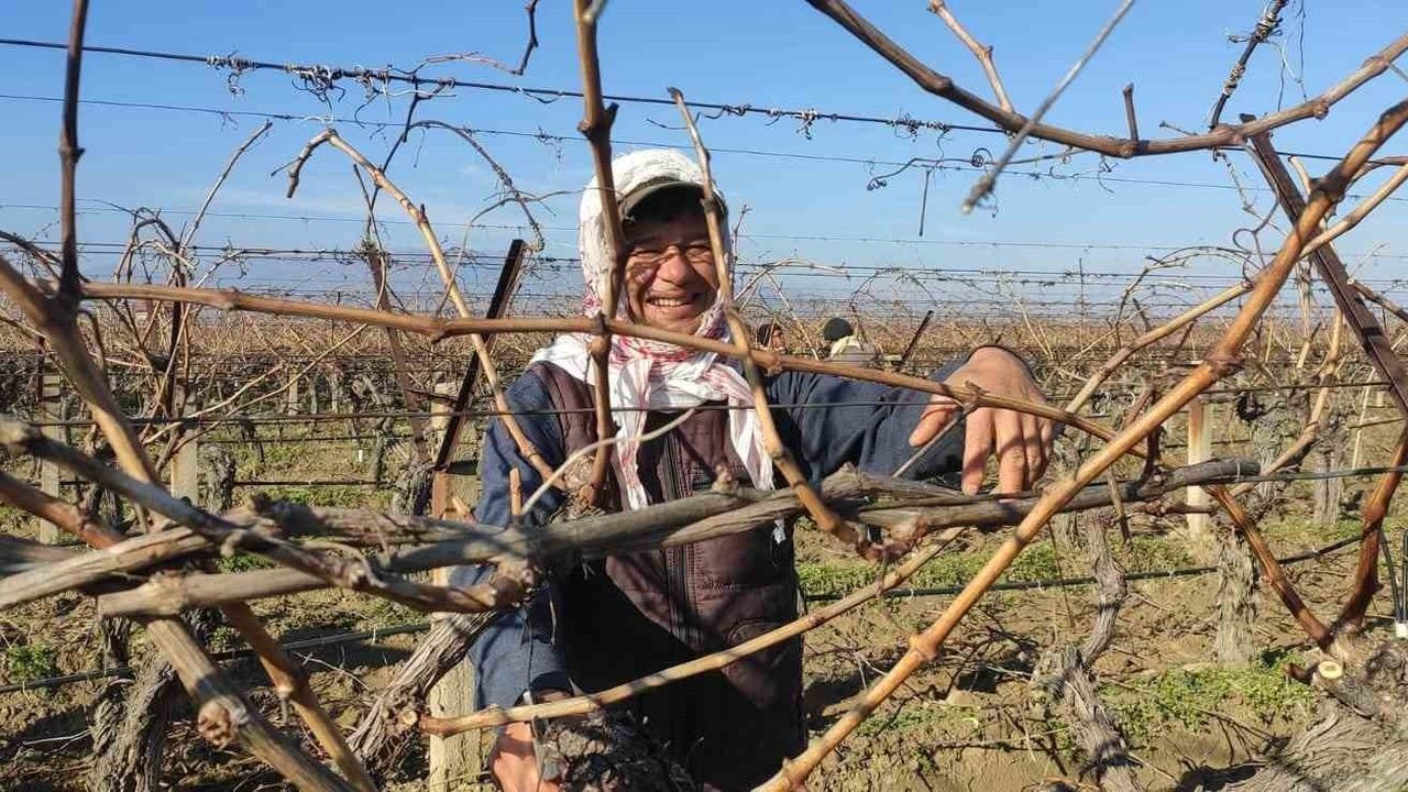 Sarıgöl'de bağ budama yevmiyesi günlük 1500 lira olarak belirlendi
