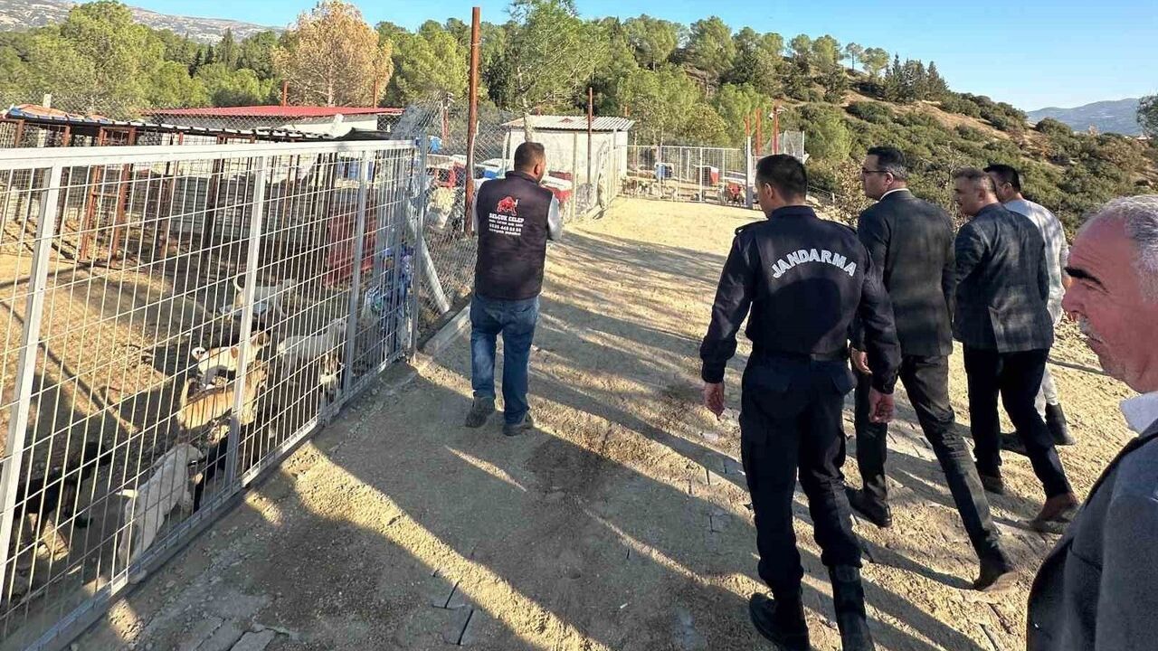 Sarıgöl'de Sokak Hayvanlarına Yakın Takip — Kaymakam Halil Dalak İnceledi