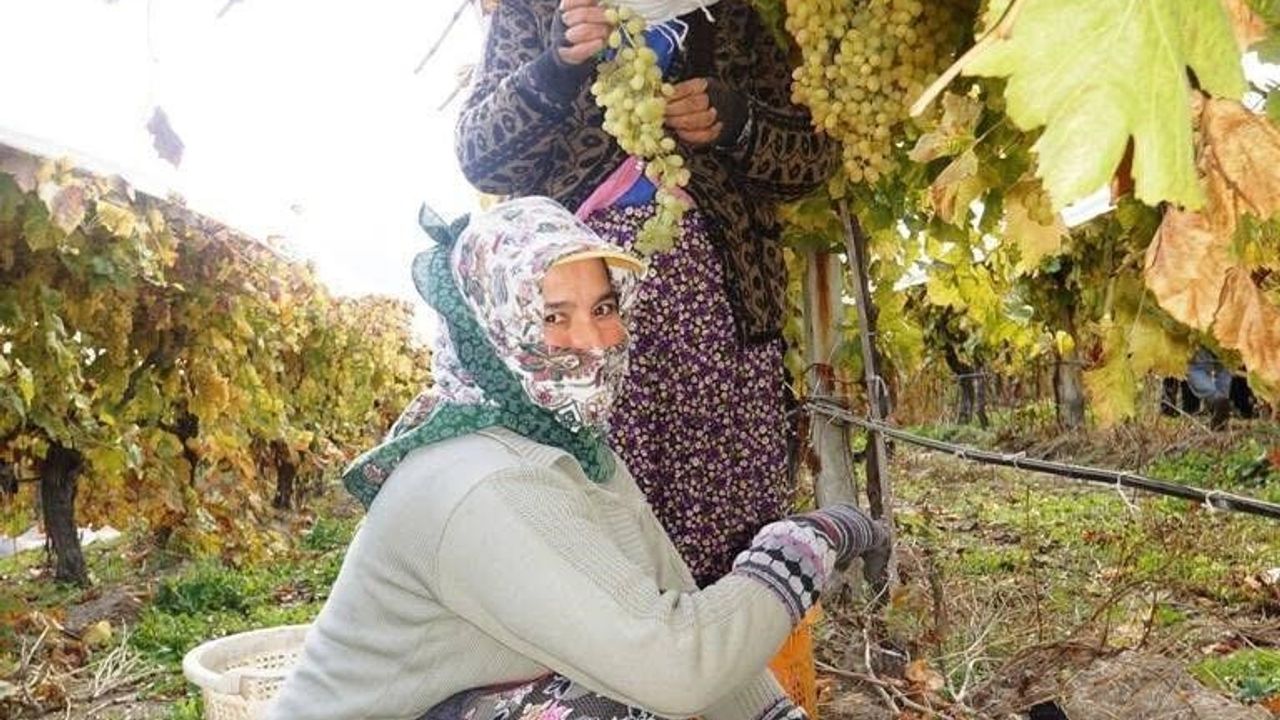 Sarıgöl'de Sultani çekirdeksiz üzüm hasadı aralıksız sürüyor