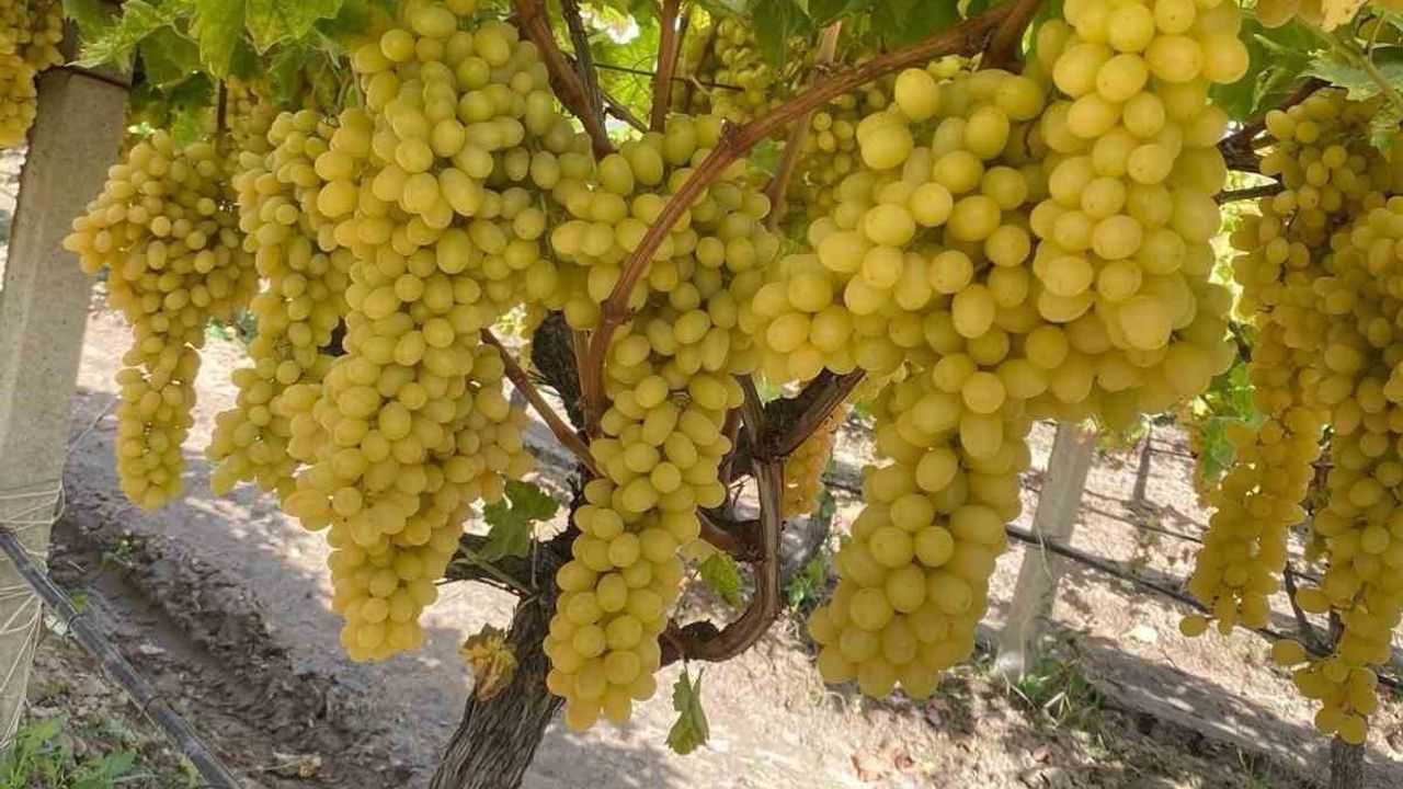 Sarıgöl'de Üzüm Fiyatları Çöküşte: 50 Bin Ton Alıcı Bekliyor