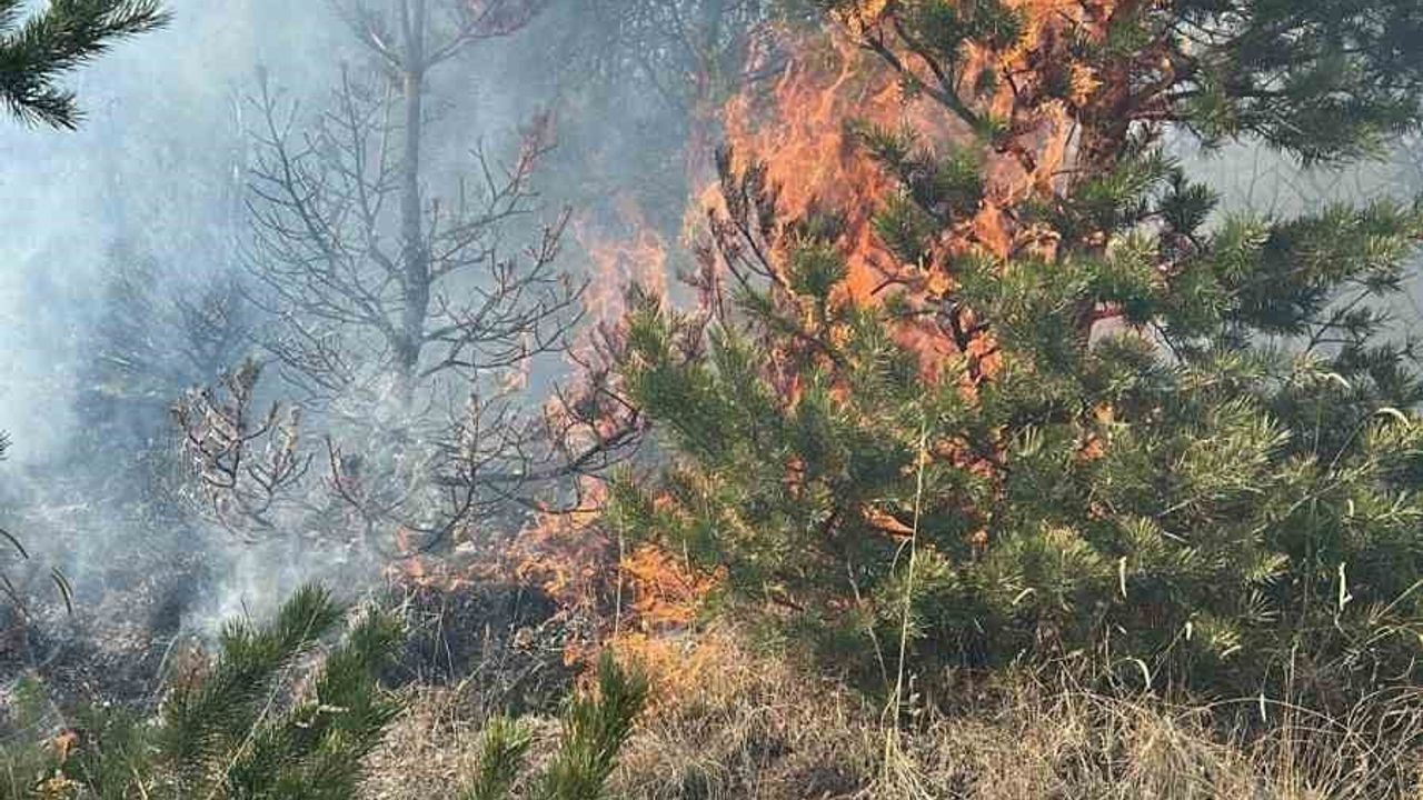 Sarıkamış'ta Ormanlık Alanda Örtü Yangını: Ekipler Seferber