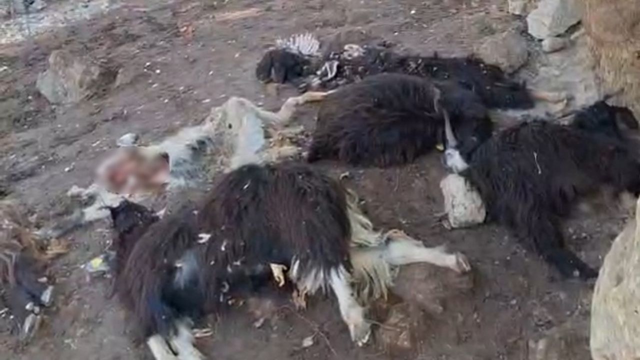 Sason'da Kurt Saldırısı: 10 Keçi Telef, 10 Yaralı