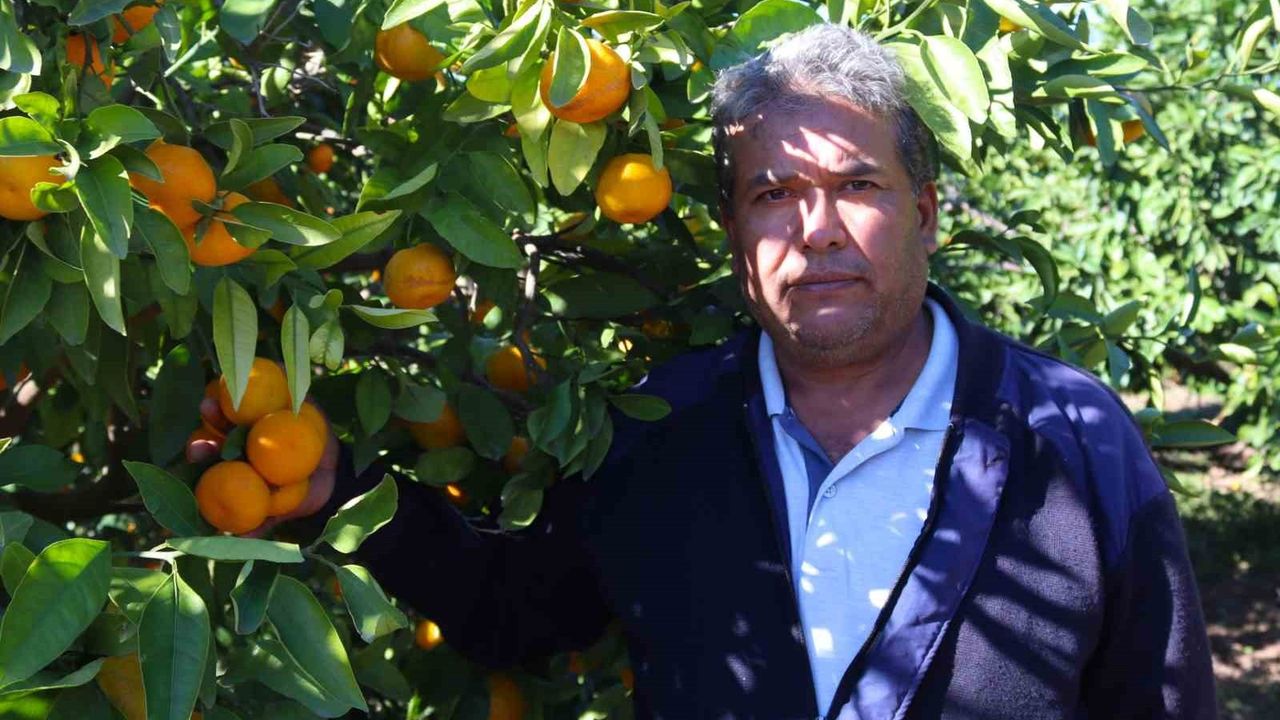 Satsuma Mandalinası Seferihisar'da Hasada Başladı: Rekolte ve Fiyatlar Öne Çıkıyor