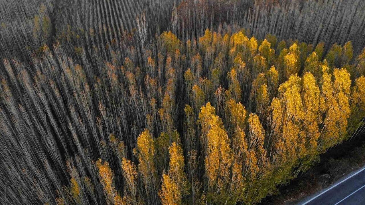 Savur'da Sonbahar Renkleri: Mardin'de Doğa ve Piknik Keyfi