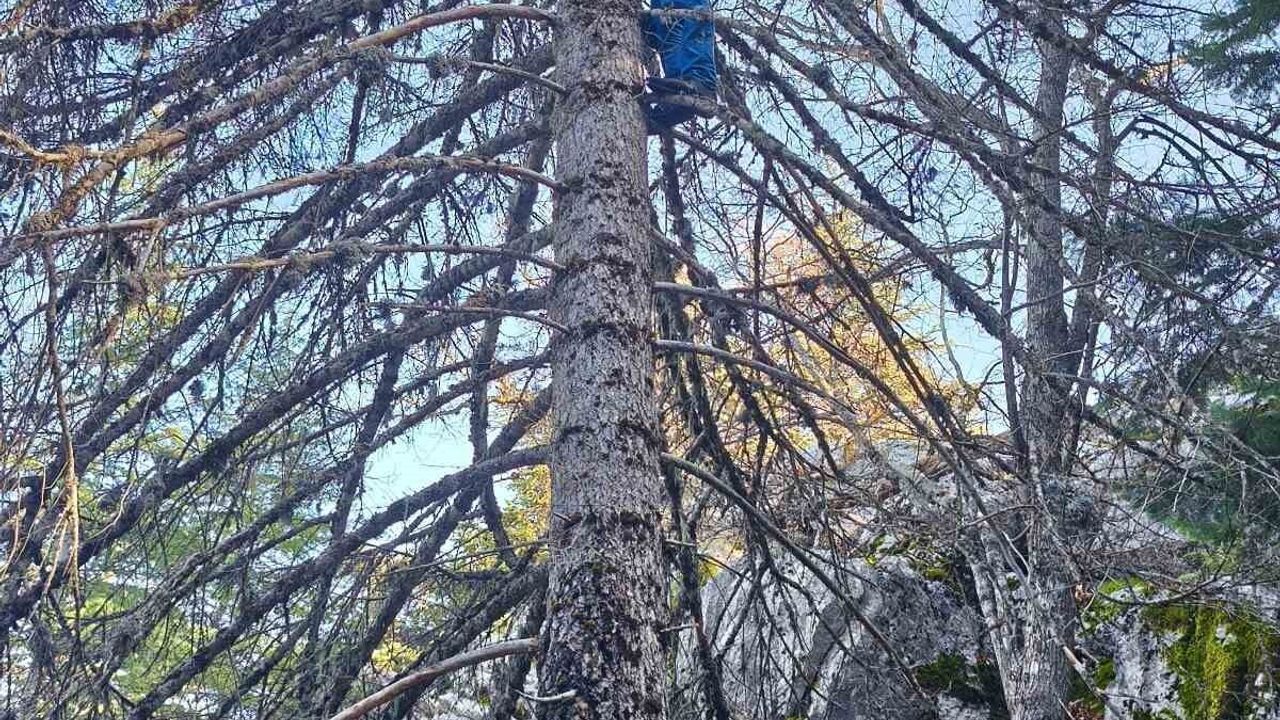 Seydişehir'de İstiridye Mantarı Avı: Ağaç Tepelerinde Riskli Tırmanış