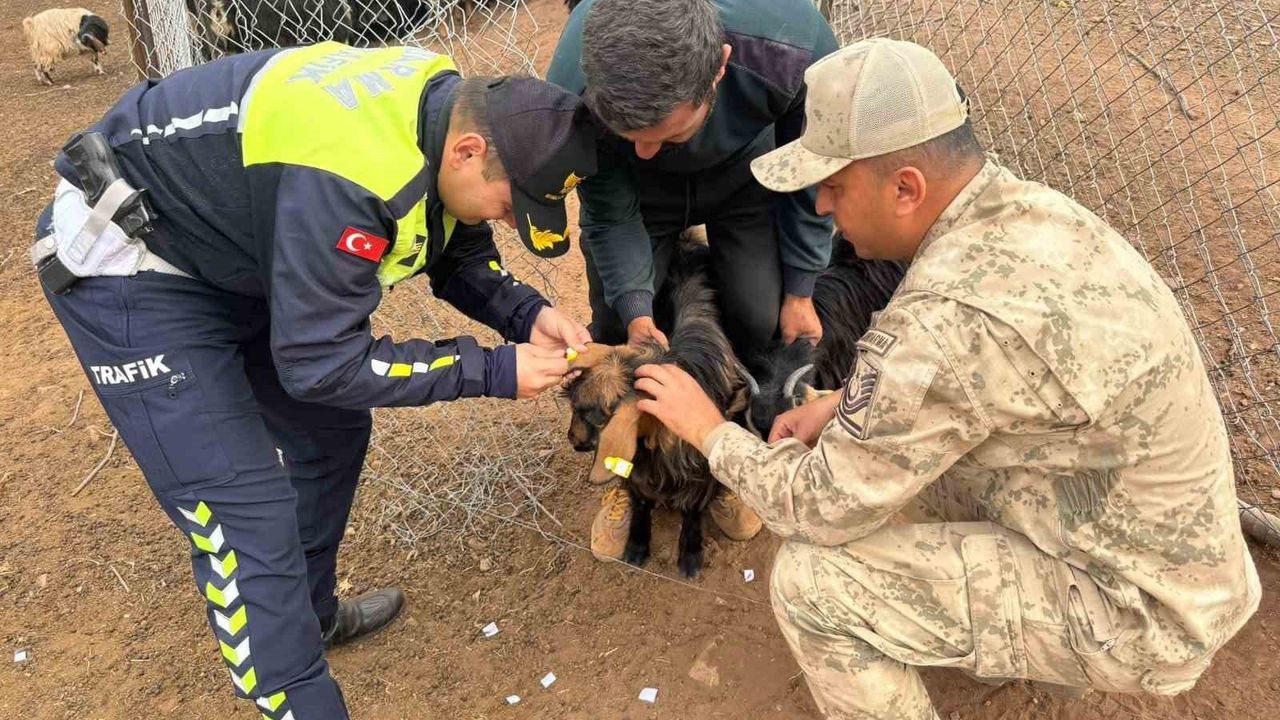 Siirt’te sürülere reflektif bant takıldı — Hayvan kazaları önleniyor