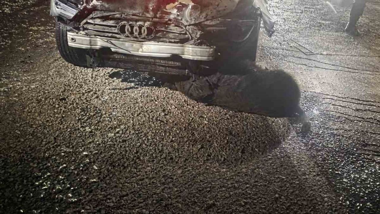 Sinop Belediye Başkanı’nın Makam Aracı 12 Domuzu Telef Etti