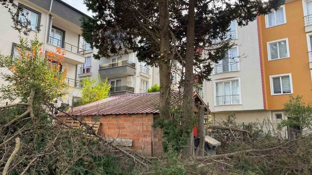 Sinop'ta Ağaç Budarken Merdivenden Düşen 71 Yaşındaki Adam Hastaneye Kaldırıldı
