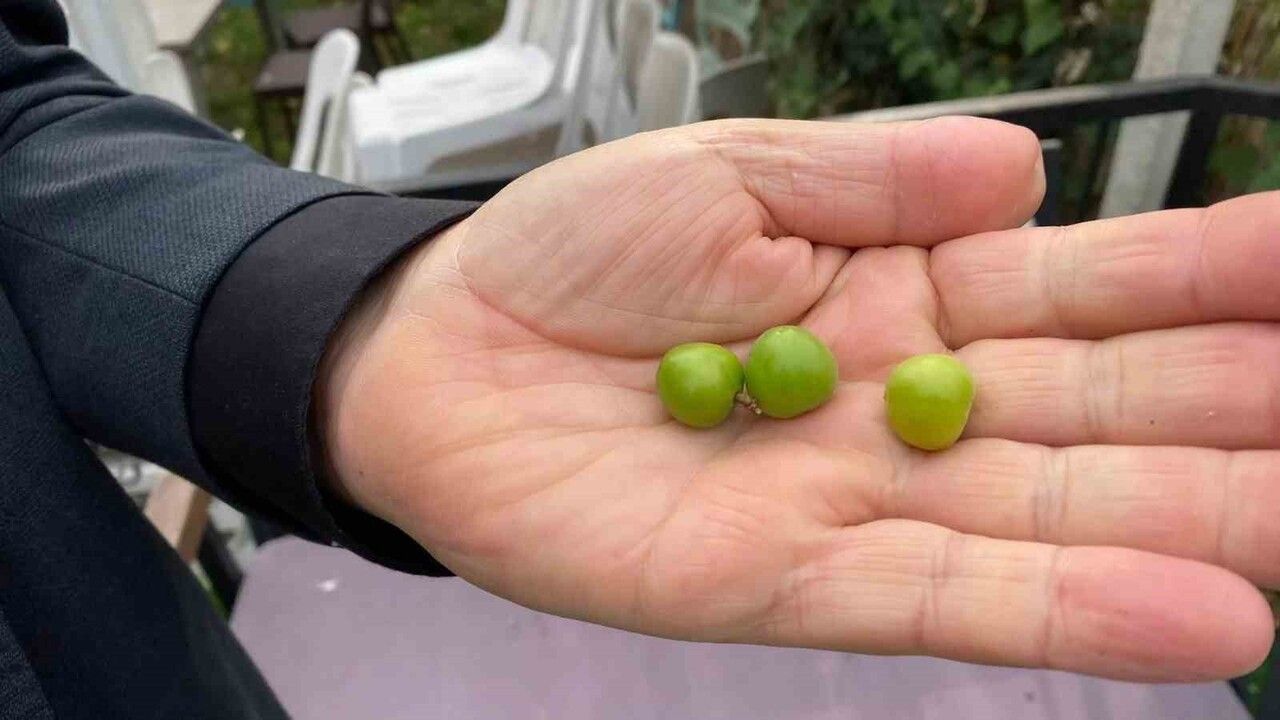 Sinop'ta Erik Ağacı Kasım'da Çiçek Açtı ve Meyve Verdi