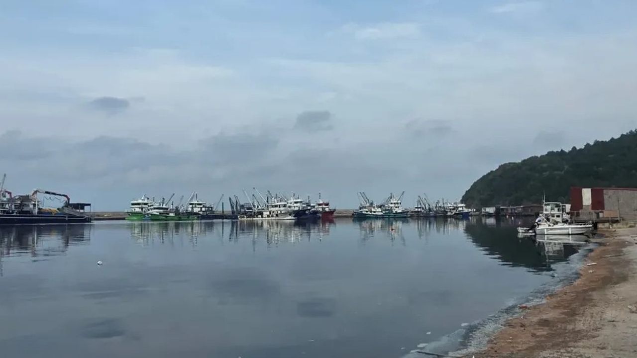 Sinop'ta Hamsi Denetimleri Güçlendirildi — Güzelkent Limanı'nda 7/24 Kontrol