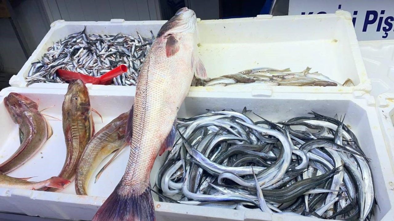 Sinop'ta Oltayla Yakalanan Dev Deniz Levreği 9 Bin Liraya Satıldı