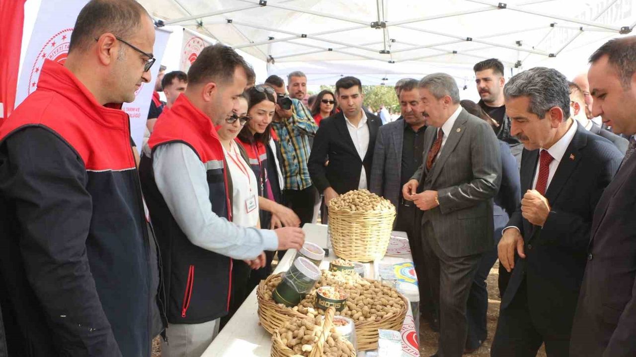 Şırnak’ta 25 Bin Ton Yer Fıstığı Rekoltesi Bekleniyor