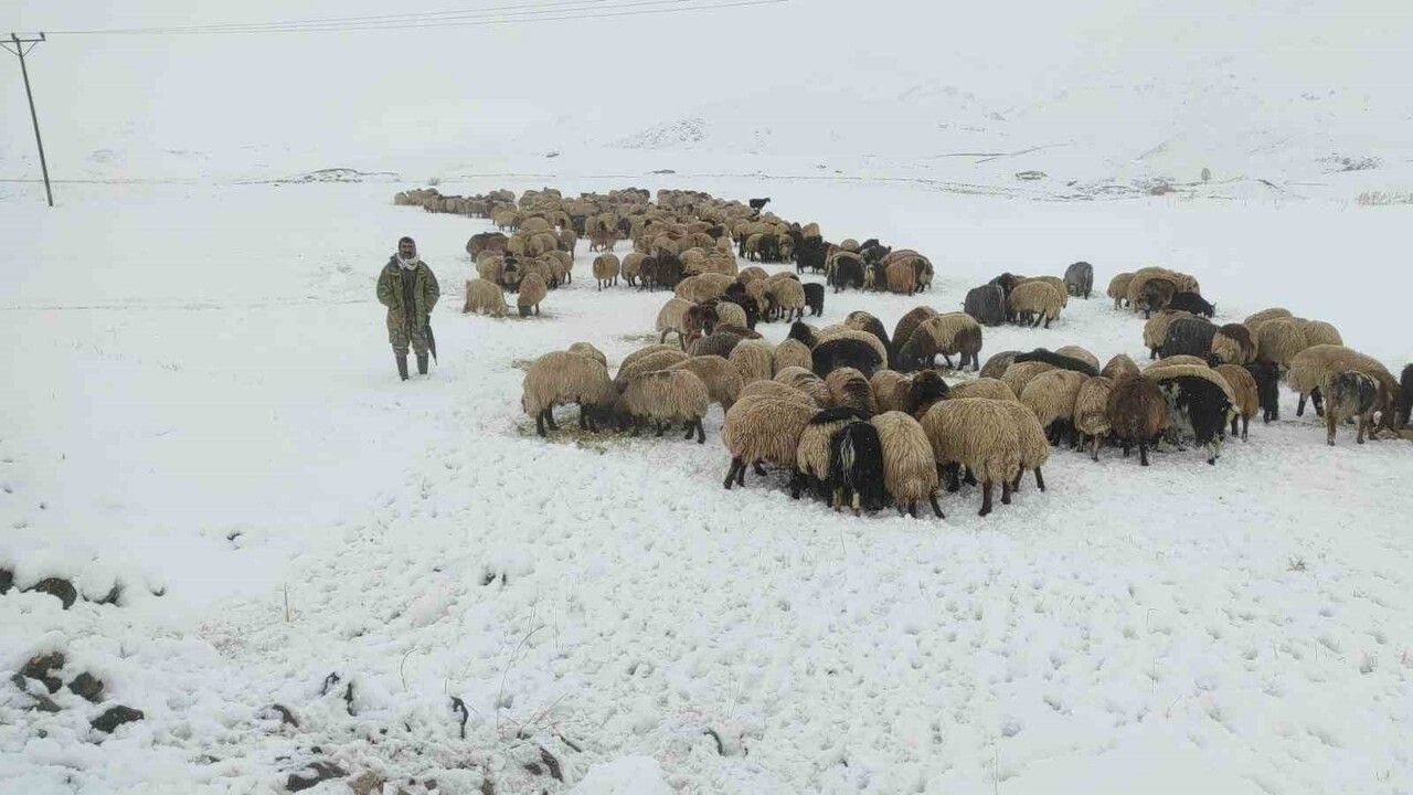 Şırnak'ta Erken Kar: Koyun Sürüsü Beytüşşebap Yaylasında Mahsur