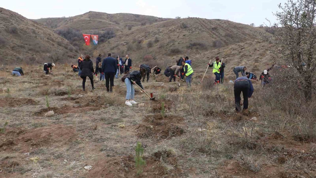 Sivas’ta 11 Kasım’da 58 Bin Fidan Toprakla Buluştu