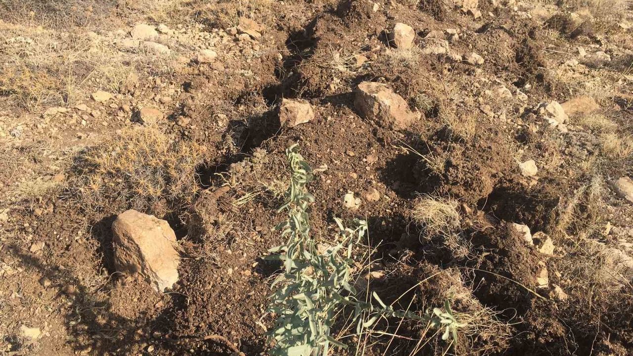 Sivas’ta Meralar Tuz Çalısıyla Yeşerecek: 355 Bin Fidanla Mera Islahı