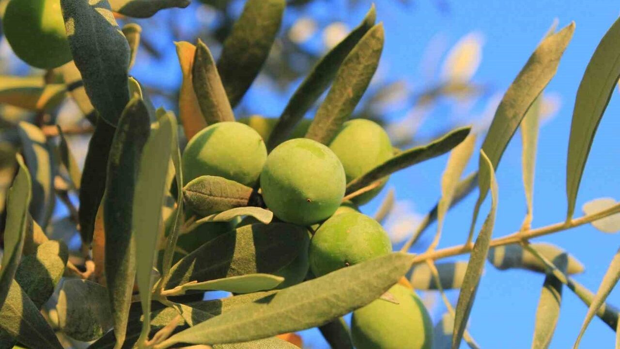 Sofralık Zeytin Alırken Nelere Dikkat Edilmeli? Oleolog Kıvrak’ın Önerileri