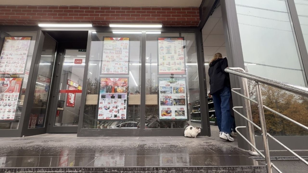 Sokak Kedileri Marketlerin 'Müdavimi' Oldu