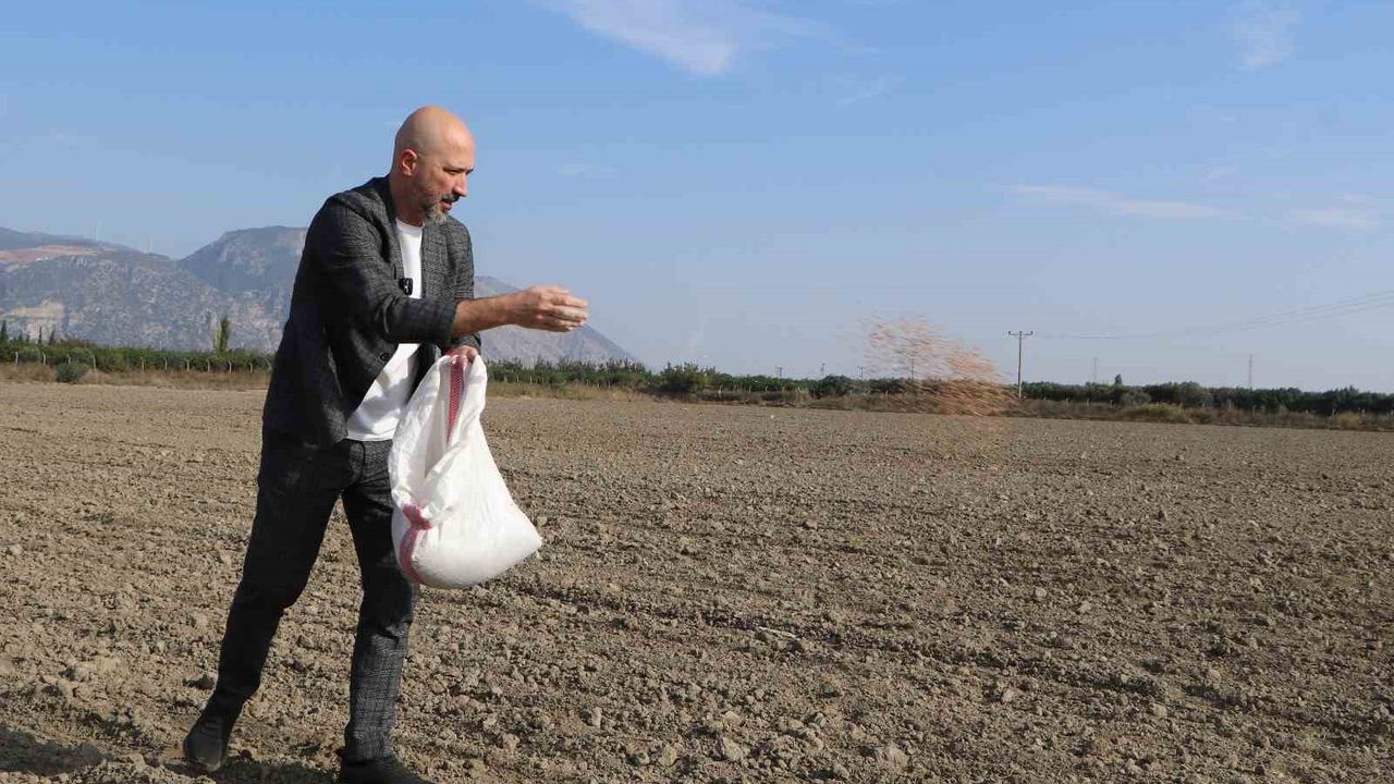 Söke Belediyesi'nden Sosyal Proje: 100 Dönümlük Buğday Ekimi Başladı