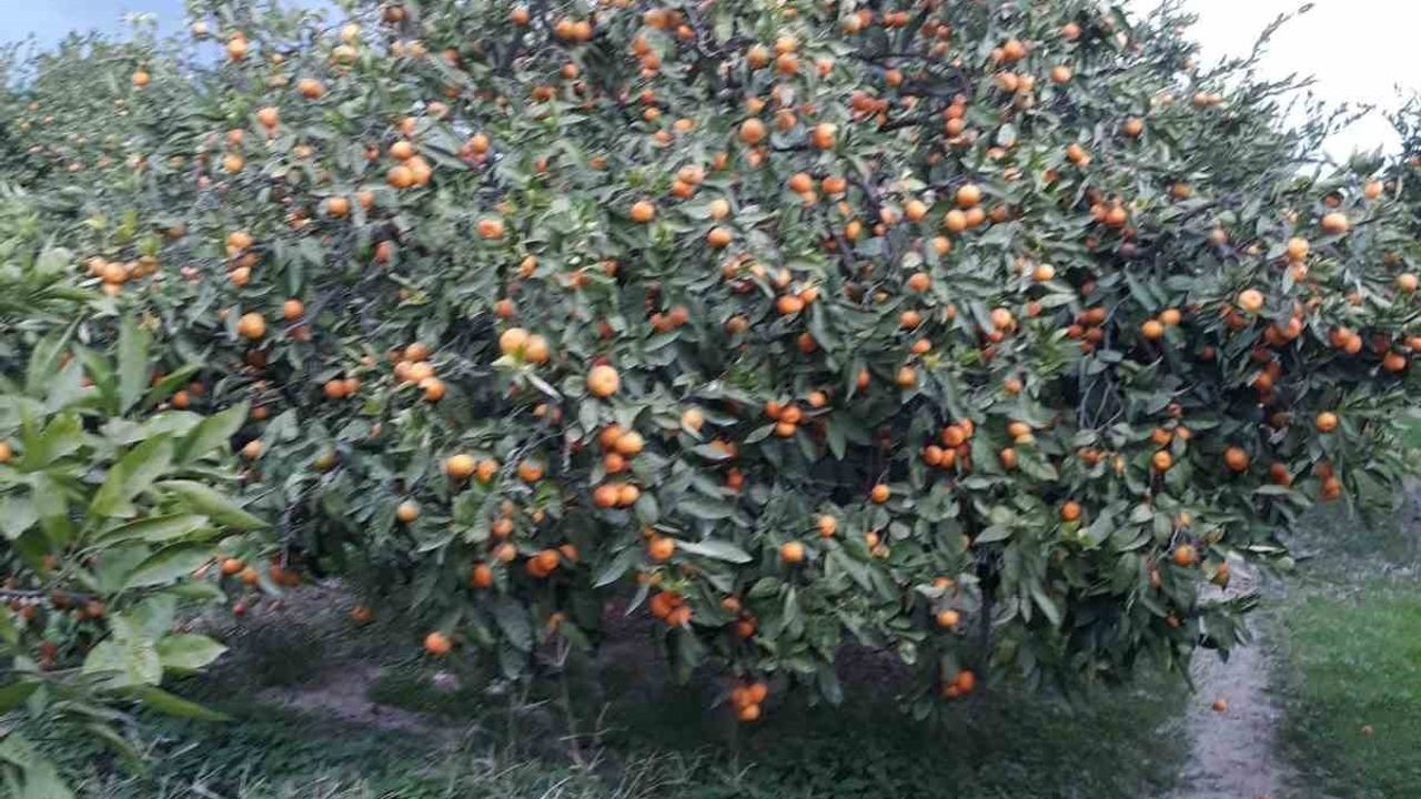 Söke'de Akdeniz Meyve Sineği Artışı: Güllübahçe Yuvaca'da Uyarı