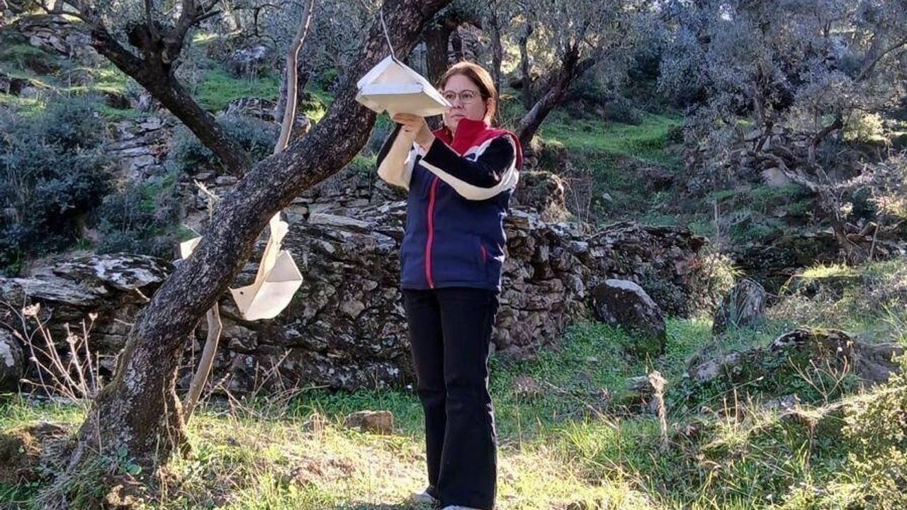 Söke'de Akdeniz Meyve Sineği Popülasyonunda Artış