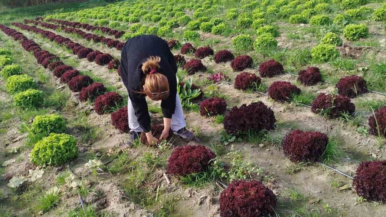 Söke'de Marul Tarlalarında Hasat Öncesi Pestisit Kalıntı İzleme